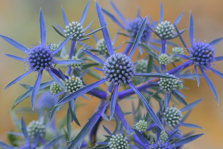 Синеголовник Blauer Zwerg