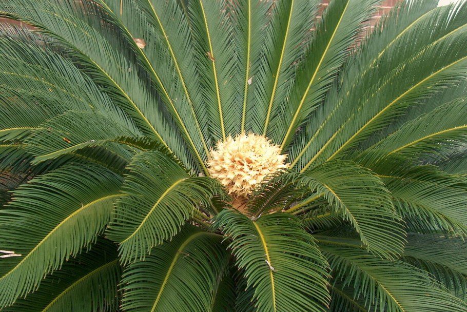 Пальма цикас революта