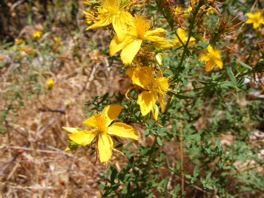 Hypericum perforatum соцветие