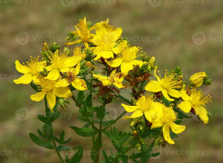 Зверобой продырявленный (обыкновенный)