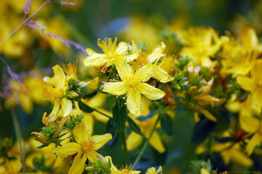 Зверобой трёхграннолистный