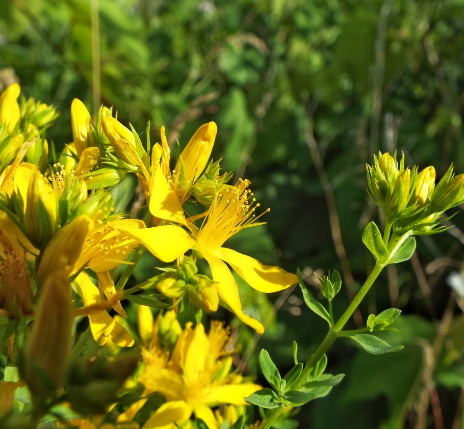 Hypericum perforatum