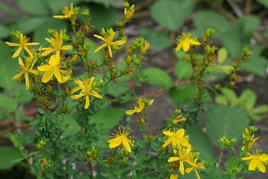Трава зверобоя продырявленного