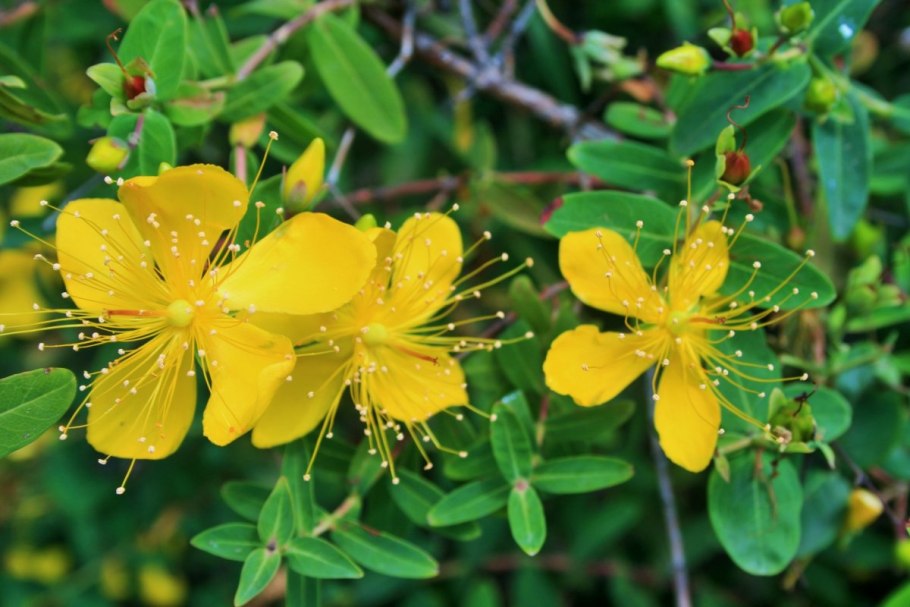 Hypericum androsaemum