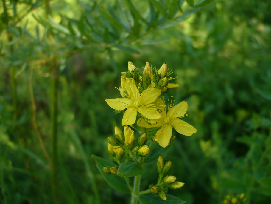 Зверобой пятнистый