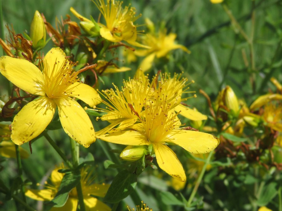 Зверобой продырявленный (Hypericum perforatum)