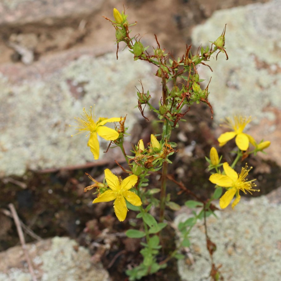 Зверобой (hypericum perforatum)