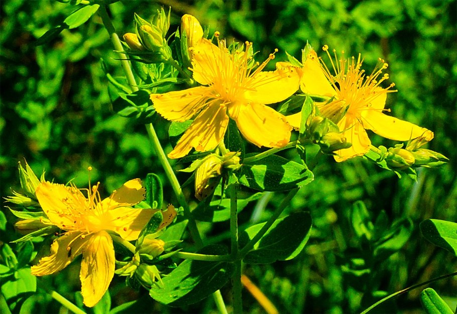 Зверобой рябчатый