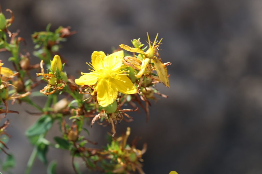 Hypericum perforatum l.