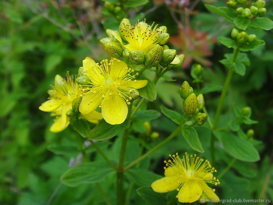 Зверобой продырявленный Hypericum perforatum l.