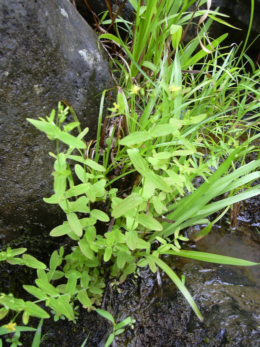 Зверобой продырявленный Hypericum perforatum l.