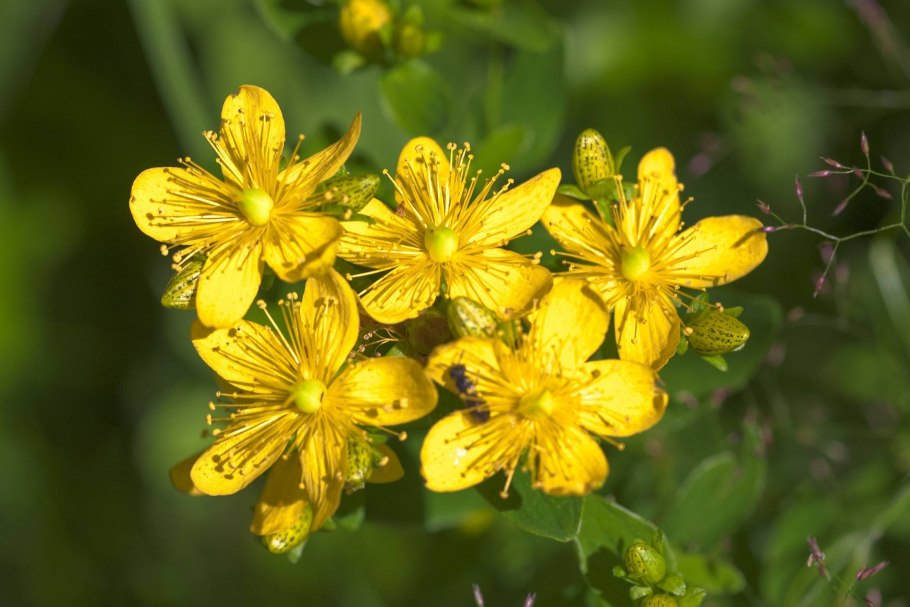 Зверобой hypericum calycinum