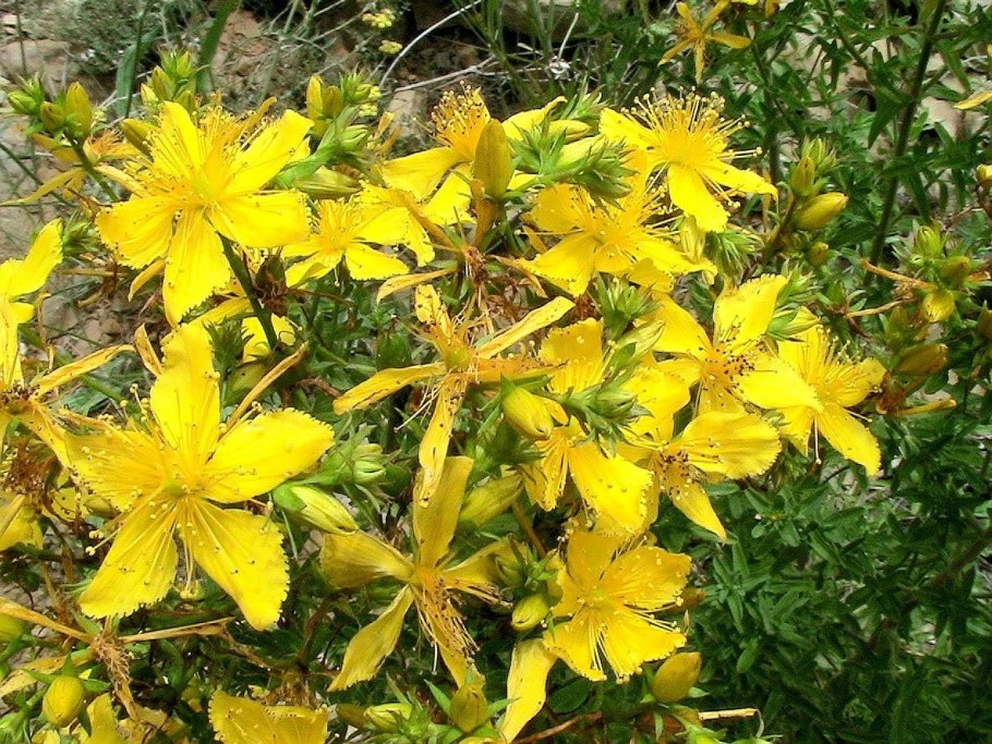 Зверобой трёхграннолистный