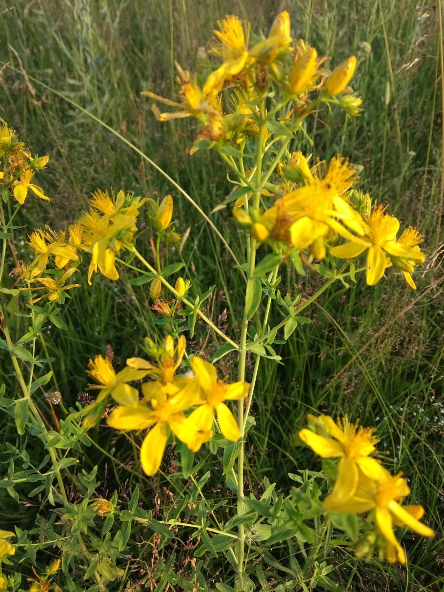 Hypericum perfoliatum