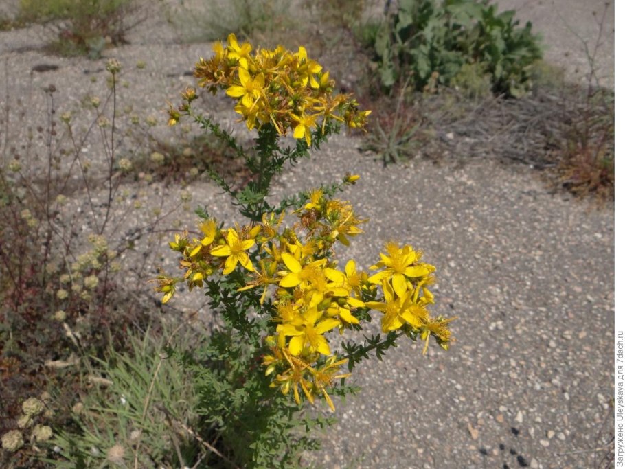 Hypericum perforatum сырье