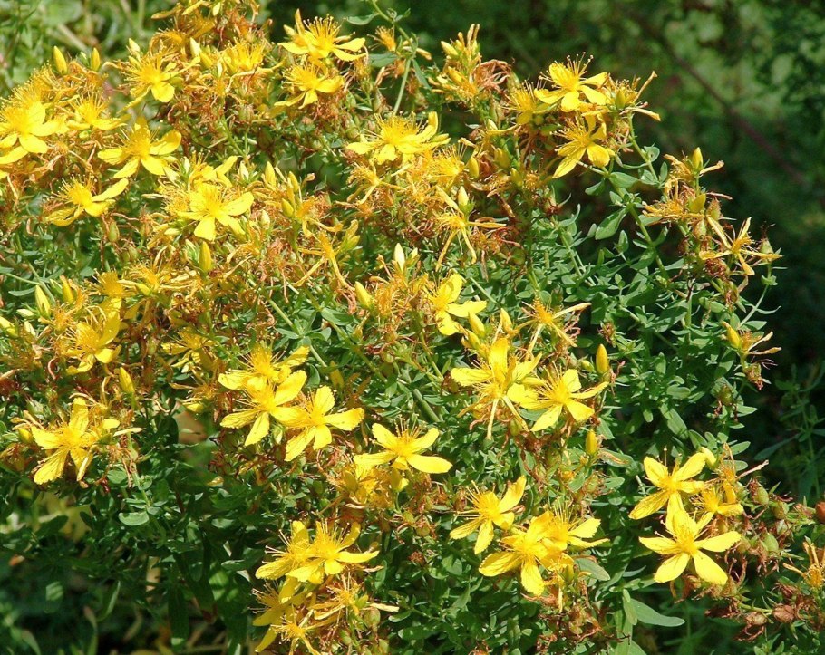 Зверобой продырявленный (hypericum perforatum)