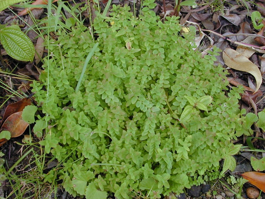Adiantum capillus veneris