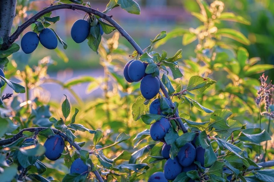 Слива (подрод)