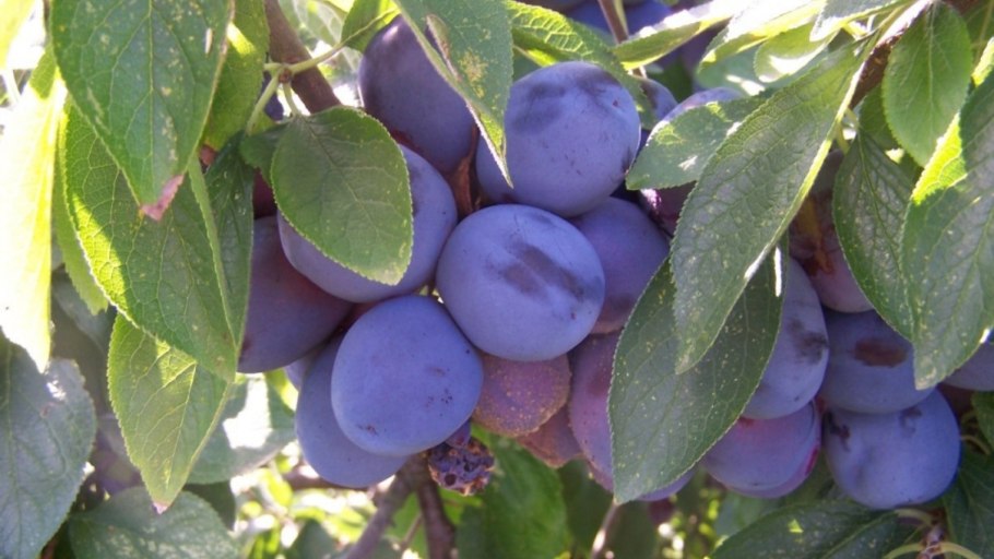 Слива сорт смолинка