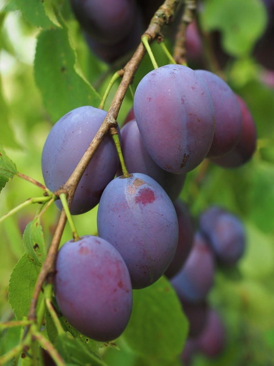 Слива сорт венгерка