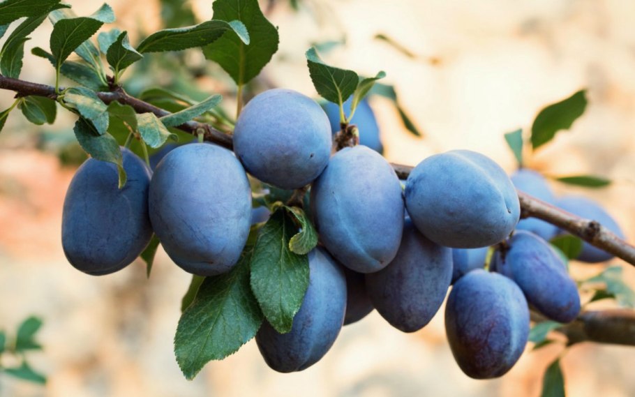 Терн алыча слива