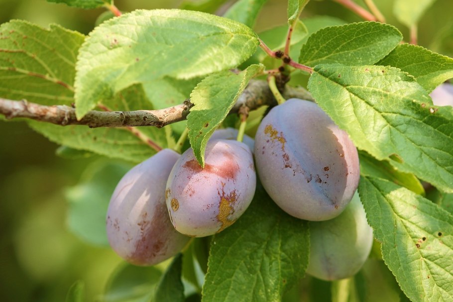 Prunus domestica слива домашняя