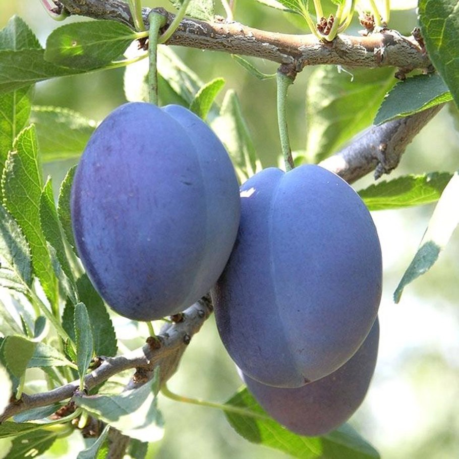 Слива стенлей