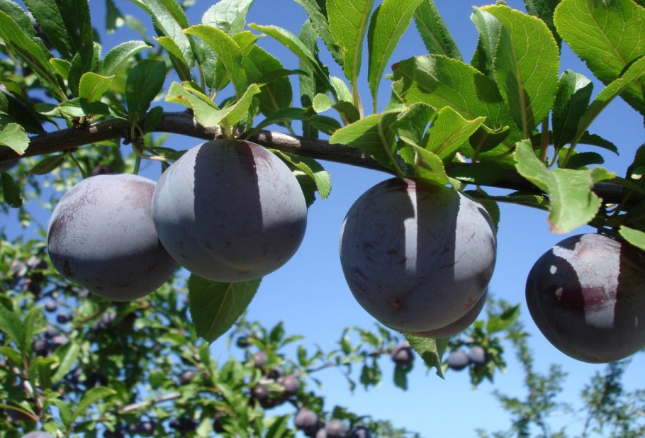 Саженцы слива ренклод альтана