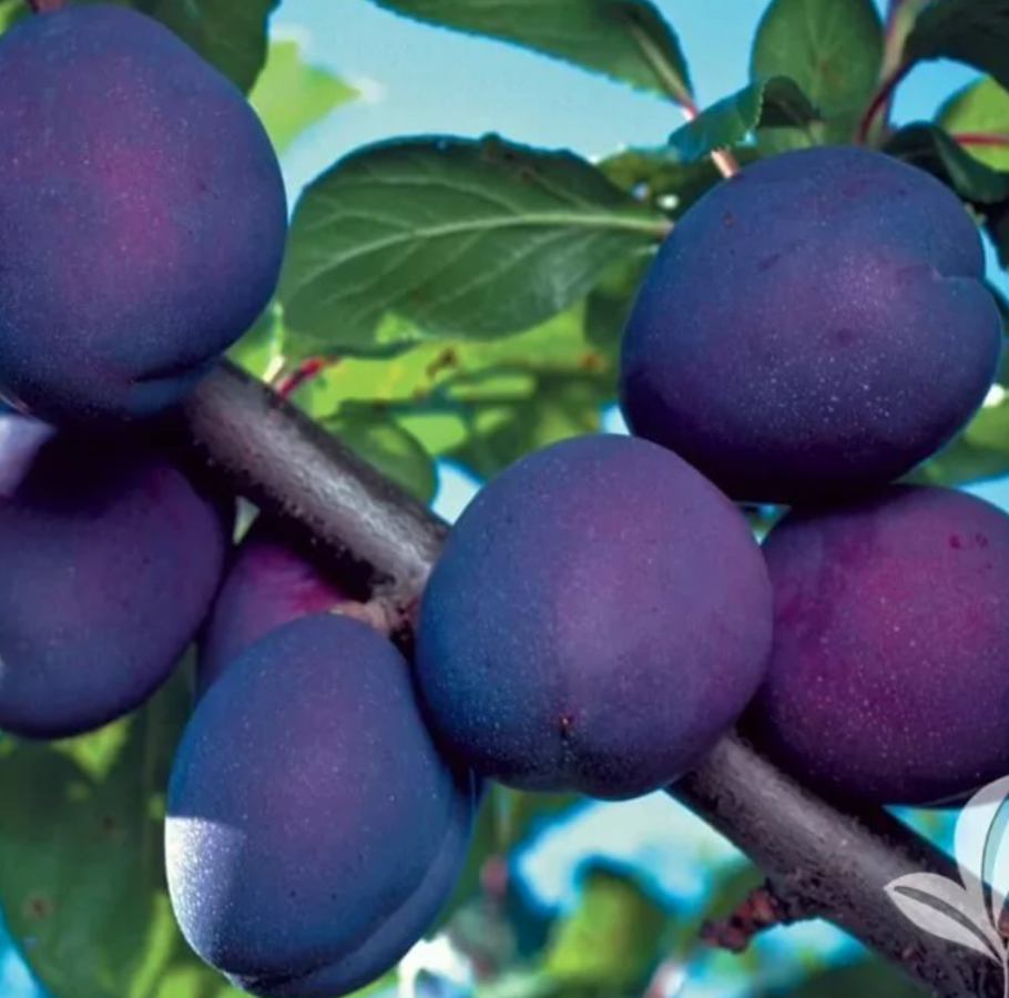 Слива Prunus domestica