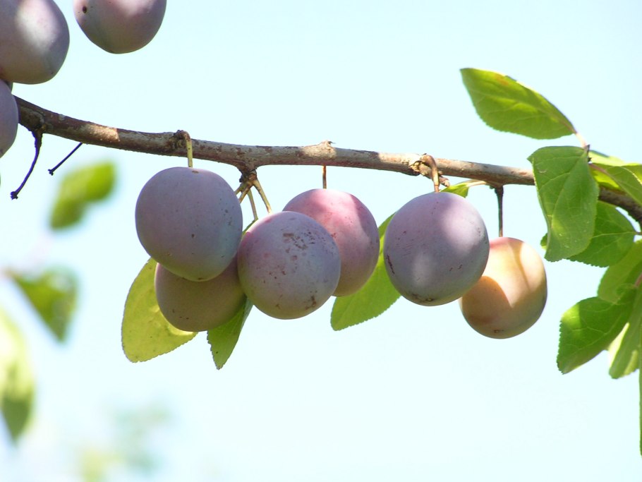 Сорт сливы пониклая