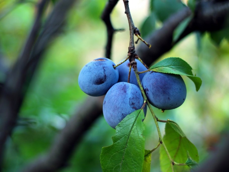 Слива Ренклод синий