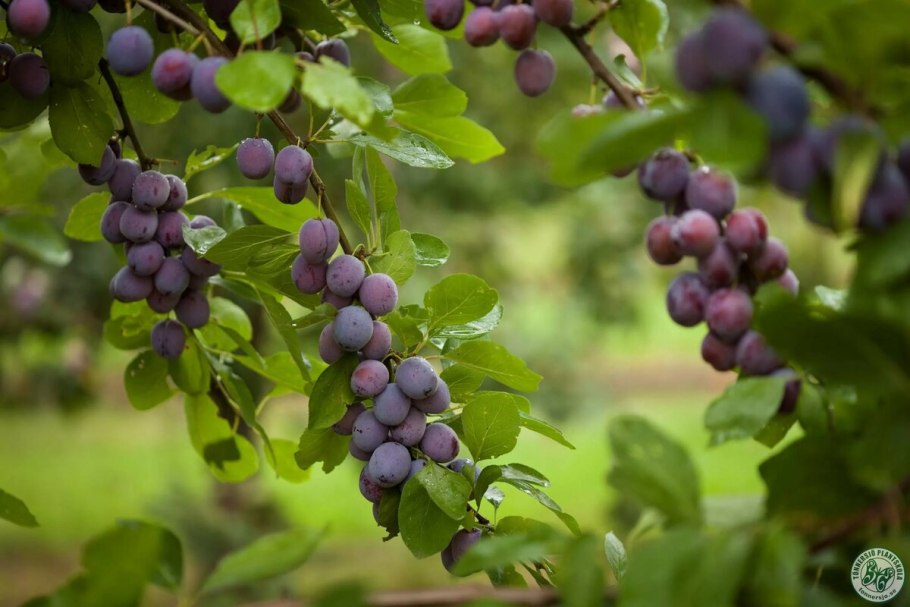 Слива "Дашенька" Prunus domestica дерево