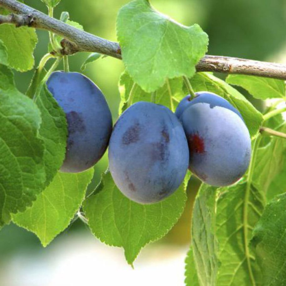 Слива Земерик