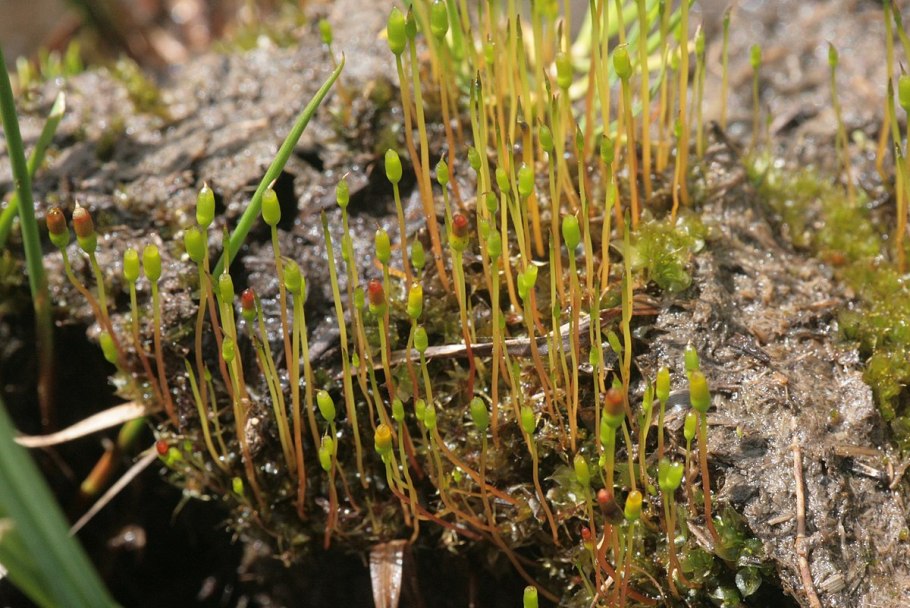 Фискомитриум песчаный