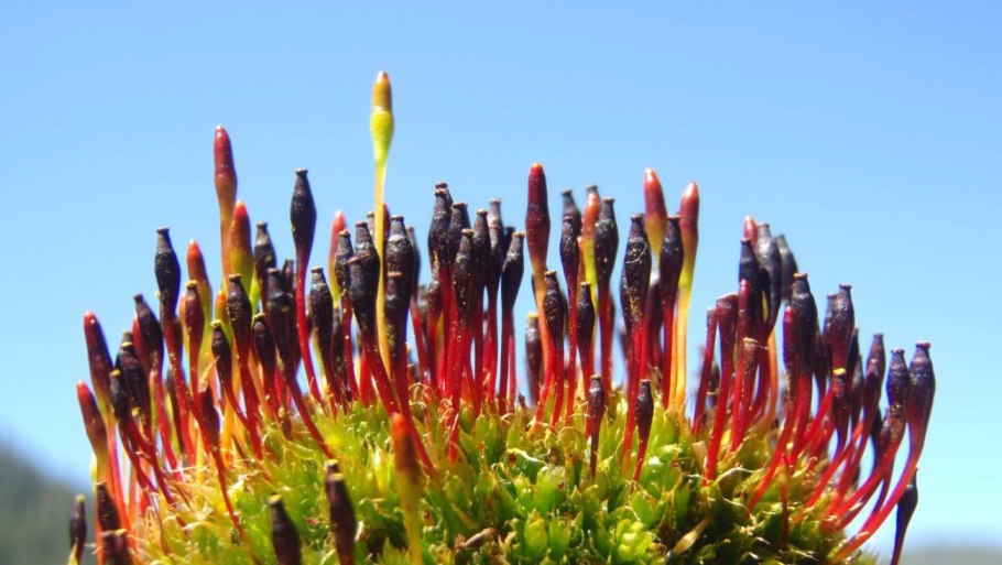 Фискомитриум песчаный