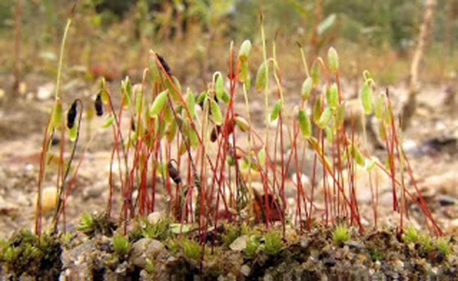 Гапломитриевые мхи