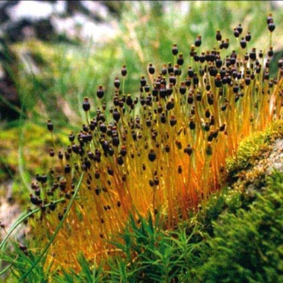 Сплахнум красный