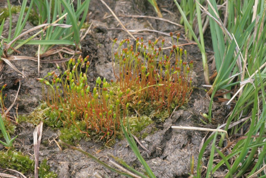 Тетраплодон мниевидный – Tetraplodon mnioides