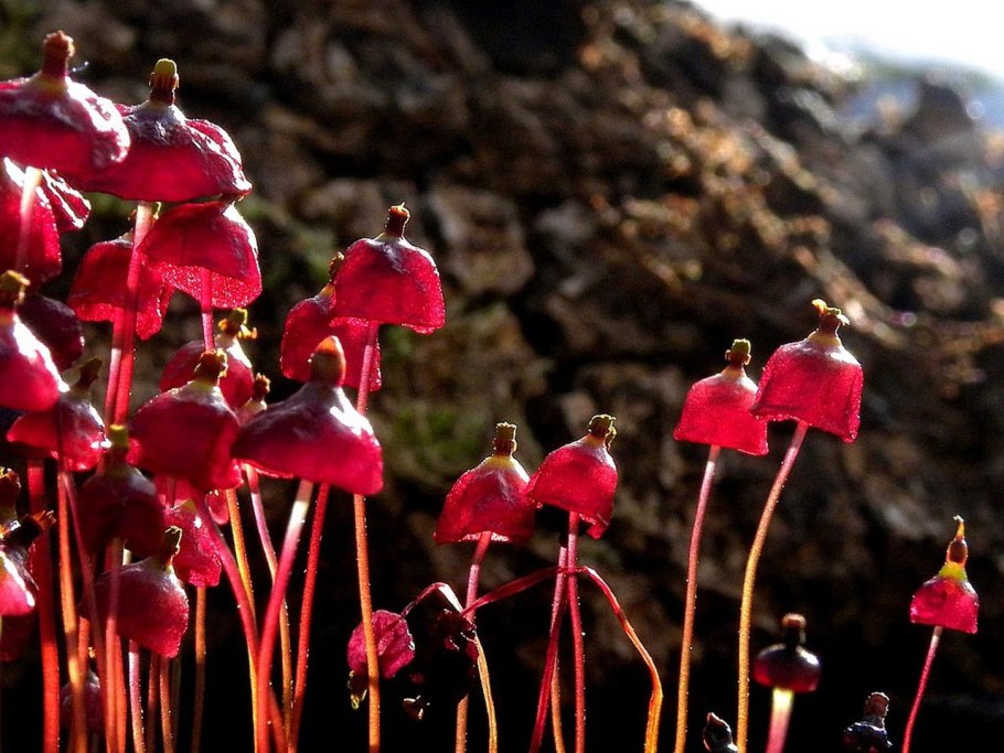 Мох сплахнум красный