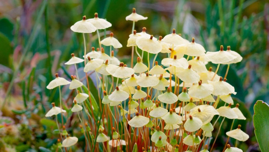 Мох сплахнум красный