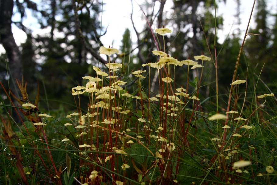 Сплахнум бутылковидный