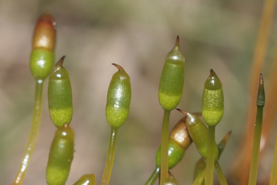 Мох сплахнум