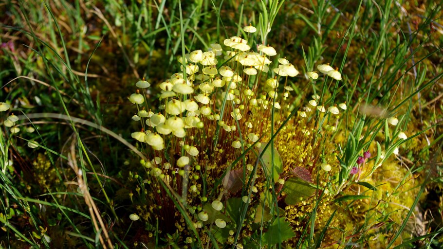 Сплахнум желтый Splachnum luteum