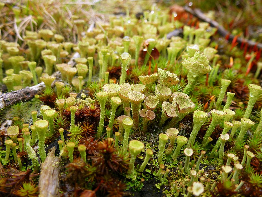 Сплахнум бутылковидный