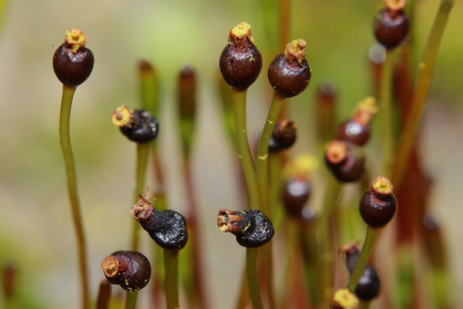 Сплахнум красный и желтый рисунок