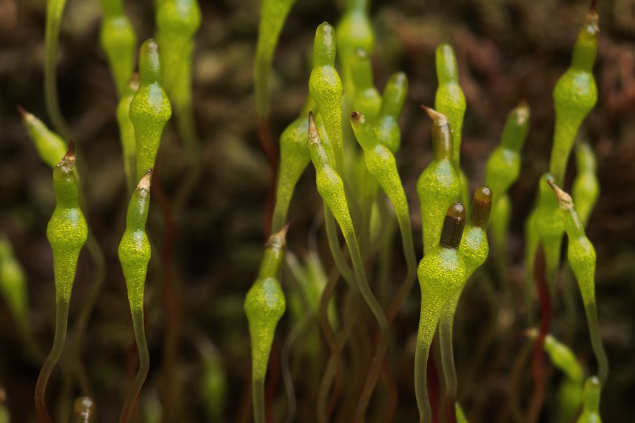 Мох сплахнум желтый