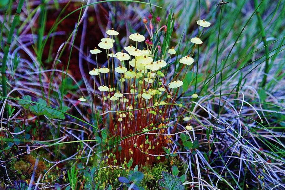 Мох сплахнум красный
