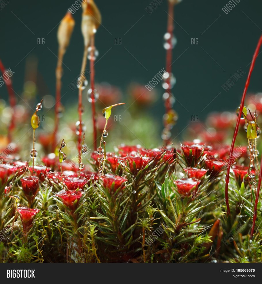 Клюква четырехлепестная