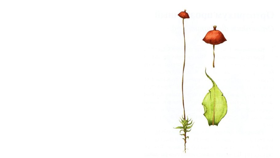 Сплахн красный