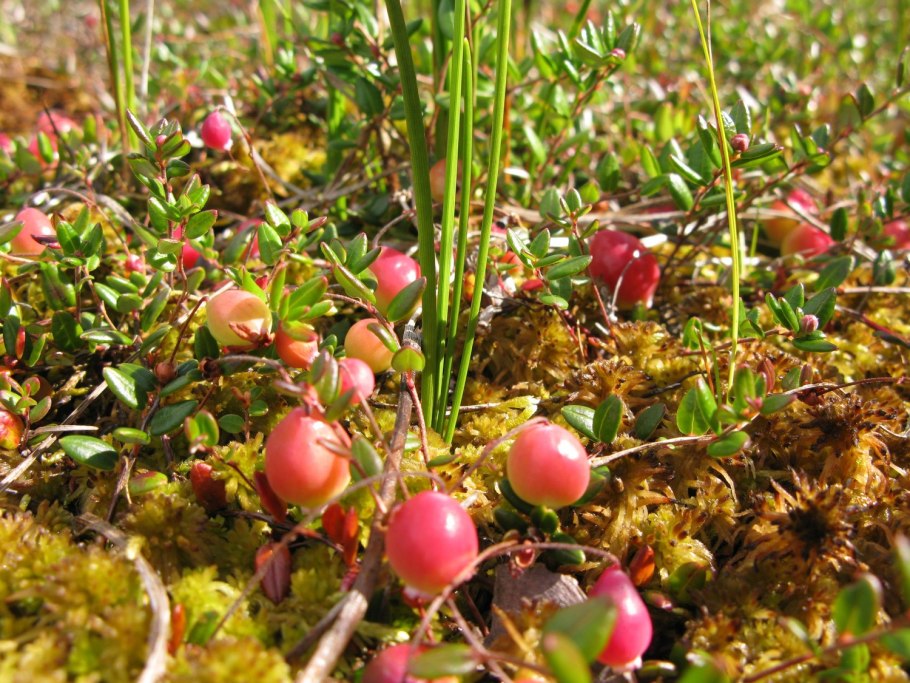 Клюква в тундре